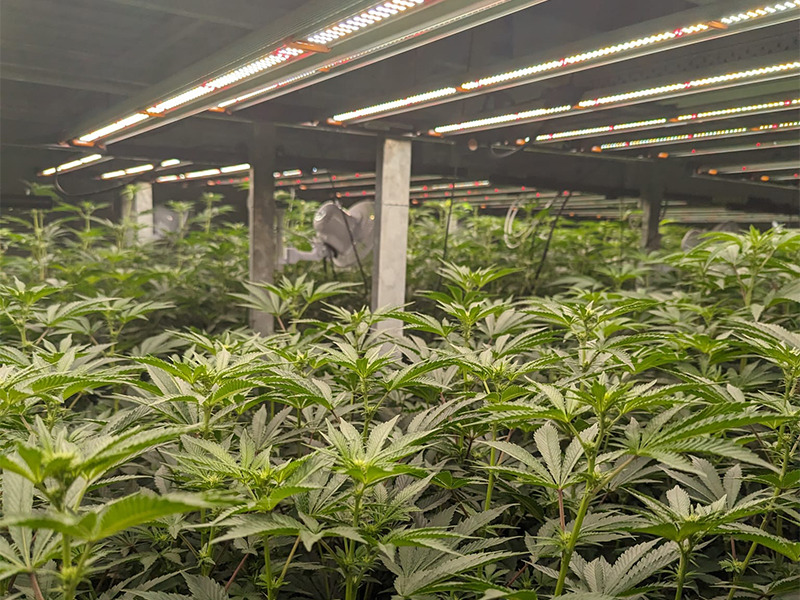 Racking system for medical cannabis crop in USA