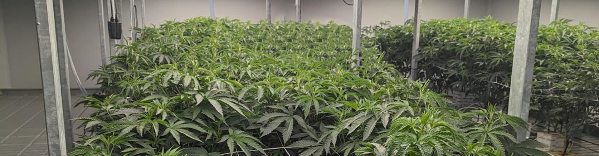 Racking system for medical cannabis crop in USA